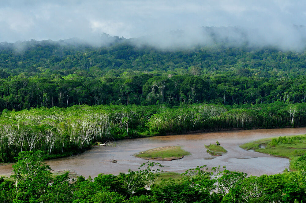 Тропический лес в национальном парке Мадиди в Боливии. © Фото: Dirk Embert / WWF