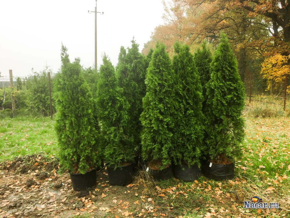 туи калининград. фото туи в калининграде. туя питер. туя смарагд золотистая. туя голден смарагд.